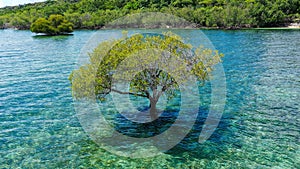 Colorful vacation shot with lone green mangrove tree in the middle of the ocean filled with blue green water. The cloudy