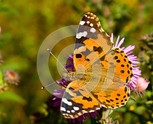 Colorful Vanessa cardui butterfly photo