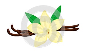 Colorful vanilla flower and pods vector illustration isolated on white background.