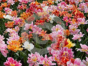 A colorful and variegate kinds of tulips flowers - close up photo.