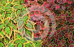 Variegated Leaves of Painted Nettle Coleus and Trusty Rusty Coleus in the Garden