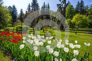 Colorful and variegated tulips flowers in the botanical garden of Villa Taranto in Pallanza, Verbania, Italy.