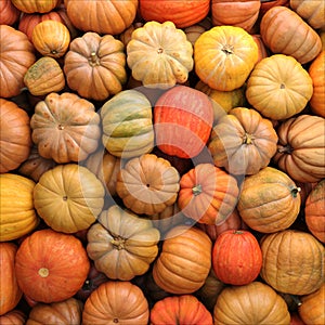 Colorful varieties of pumpkins. Color gradient background