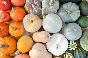 Colorful varieties of pumpkins and squashes