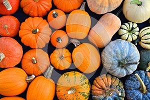 Colorful varieties of pumpkins and winter squashes