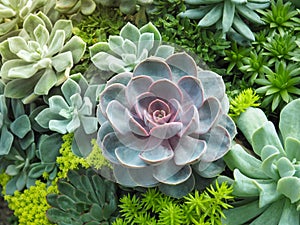 Colorful variety of Crassulaceae or Echeveria