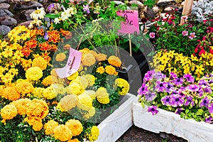 Colorful variety of flowers sold in market