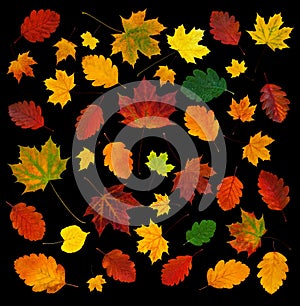 Colorful various fall leaves abstract composition isolated on black