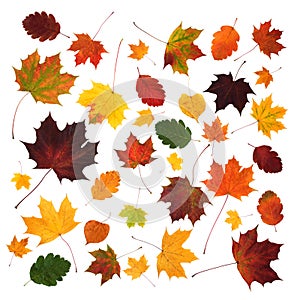 Colorful various fall leaves abstract composition isolated