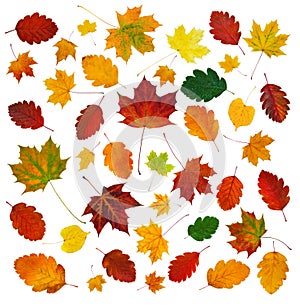 Colorful various fall leaves abstract composition isolated on white