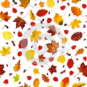 Colorful various fall leaves, physalis lanterns Physalis alkekengi, dog-rose fruits and acorns collage seamless pattern