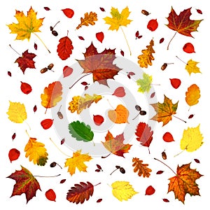 Colorful various fall leaves, physalis lanterns Physalis alkekengi, dog-rose fruits and acorns abstract composition