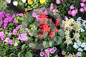 Colorful various flowers blooming under daylight. beautiful floral background with green leaves.