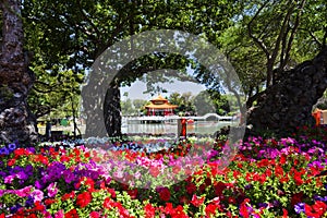 Colorful various flowers in the park