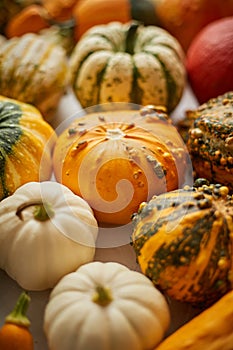 Colorful various kinds mini pumpkins on white background, top view, flat lay. Fall background.