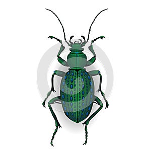 Colorful vector drawing of Ground beetle.