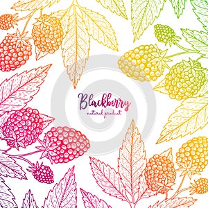 Colorful vector frame with blackberry. Healthy food design template with berries. Vegetarian food for label, packaging