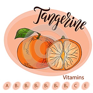 Colorful vector illustration. Food design with fruit. Hand drawn sketch of tangerine. Organic fresh product for card or