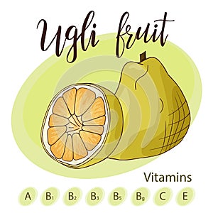 Colorful vector illustration. Food design with fruit. Hand drawn sketch of ugli fruit. Organic fresh product for card or