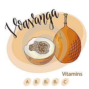 Colorful vector illustration. Food design with fruit. Hand drawn sketch of voavanga. Organic fresh product for card or