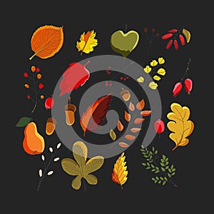 Colorful vector set of autumn leaves. Maples, oaks, chestnut trees and elms leaves, red berries and acorns. Hand drawn photo