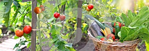 colorful vegetables in basket in front of tomatoes growing in a garden