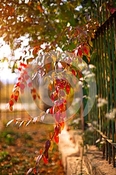 Colorful vegetation in Autumn season