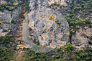 Colorful vegetation on a steep rock face