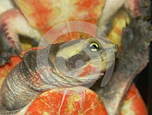 Colorful ventral closeup Pink-belly Short-necked or red-bellied side-necked Turtle, Emydura subglobosa