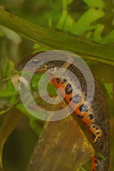 Colorful vertical closeup on a female small Portuguese Bosca newt, Lissotriton boscai