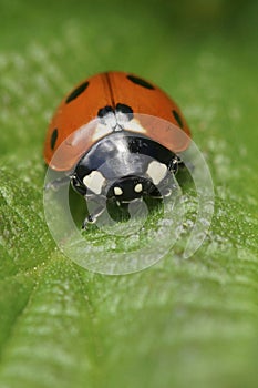 Colorful vertical closeup shot on a seven-spot ladybird, Coccinella septempunctata, on a green leaf