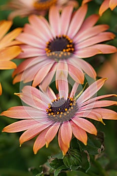 Colorful vertical closeup on two Cape marguerite, African daisy , Dimorphotheca ecklonis