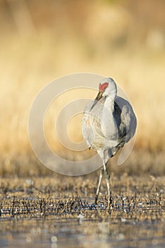 Colorful vertical image of sandhill crane photo