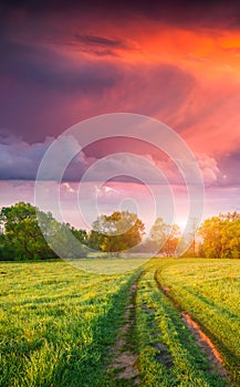 Colorful vertical panorama of the spring meadow with country road