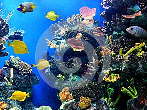 Colorful and vibrant aquarium life