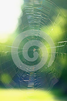 The colorful vibrant spider web reflect  with sun light and soft blue background