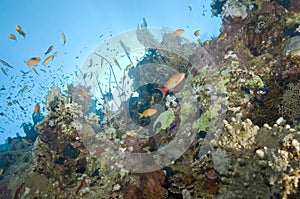 A colorful and vibrant tropical coral reef scene.