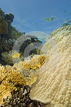 A colorful and vibrant tropical reef scene.