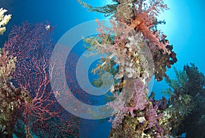 Colorful and vibrant tropical reef scene.