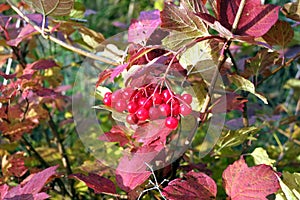 Colorful viburnum bush with red berries on branch in autumn