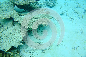 Colorful view of underwater world. Dead coral reefs, sea grass , white sand and turquoise water. Indian Ocean, Maldives.