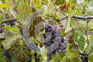 colorful vine leaves and ripe Merlot grapes in vineyard near Franschhoek, South Africa