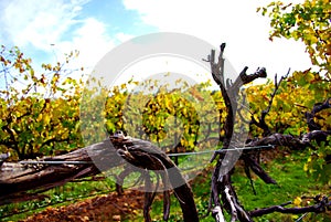 Colorful Vines, McLaren Vale photo