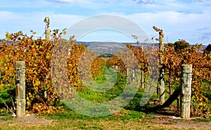 Colorful Vines, McLaren Vale photo