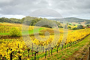 Colorful vineyard in autumn