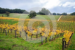 Colorful vineyard in autumn