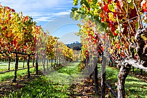 Colorful vineyard in autumn