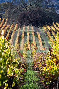 Colorful vineyard in autumn