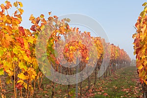 Colorful vineyard during morning sun in autumn