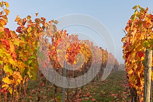 Colorful vineyard during morning sun in autumn